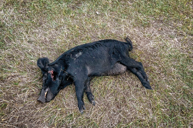 wildboar