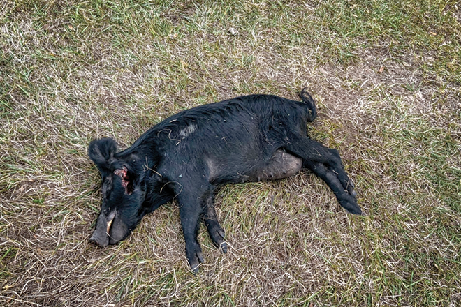 wildboar