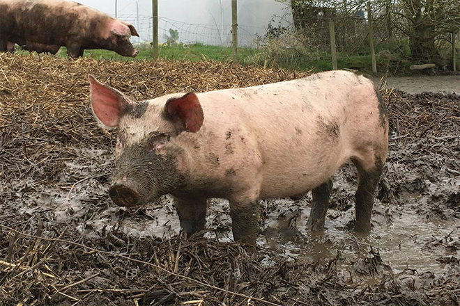 Pig-in-mud_w