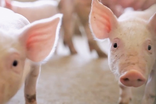 Leading animal nutrition company celebrates 50 years - Australian Pork