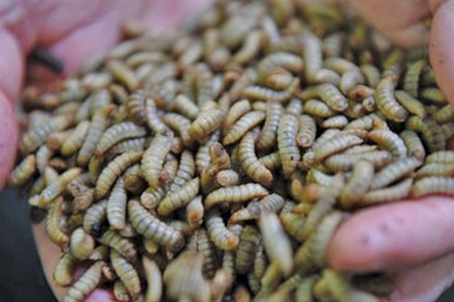 1.-Screen-Shot-2021-11-18-at-1.51.18-pm-660px