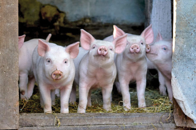 Screen-Shot-2022-06-27-at-8.34.44-am-660px Businesses sourcing responsibly