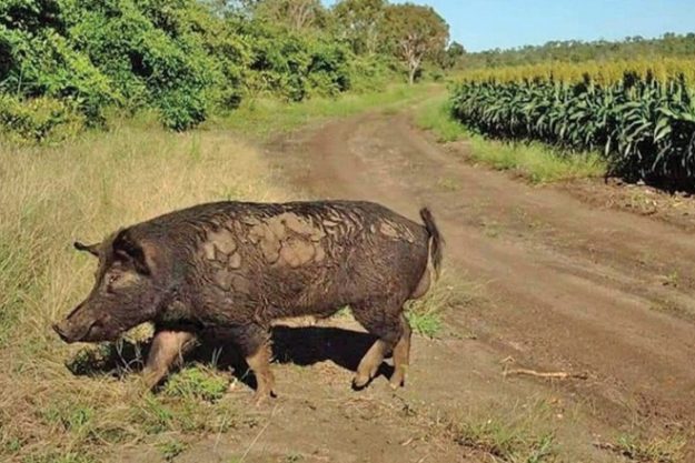 feral pig