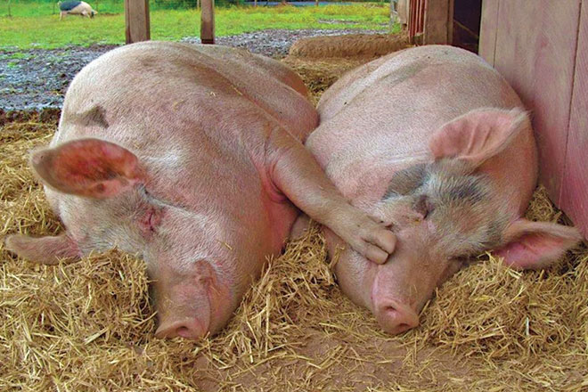 660px-1.-Screenshot-2023-02-21-at-2.19.22-pm stomach