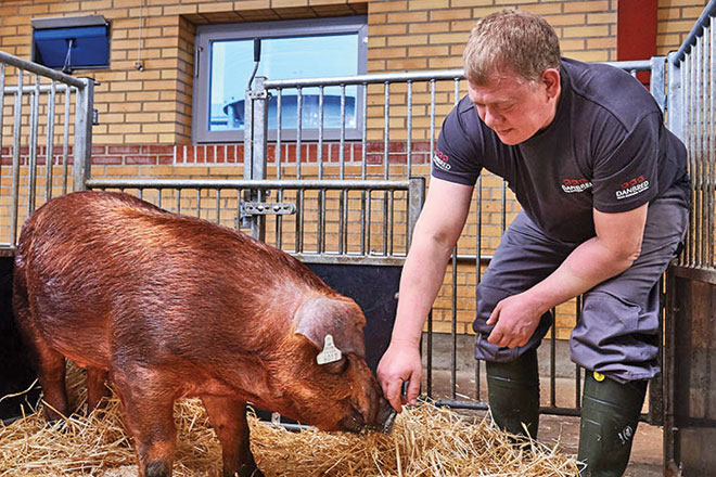 660px-2-DanBred DanBred