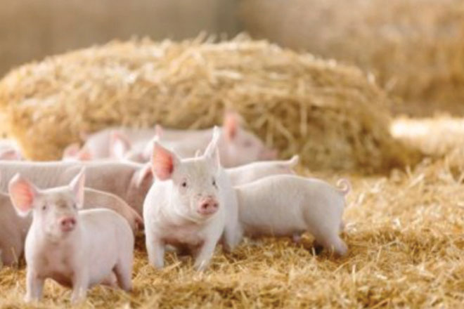 660px-3.-Screenshot-2023-02-22-at-2.35.58-pm