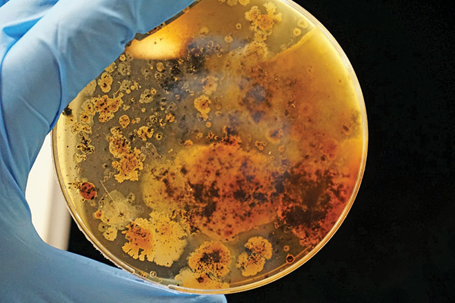 660px-2.-adrian-lange-Wk902ZLaA7M-unsplash meat