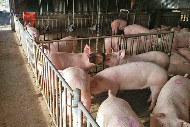 Hung-Sow-Block_Photo-2