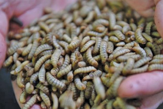 1.-Screen-Shot-2021-11-18-at-1.51.18-pm-660px