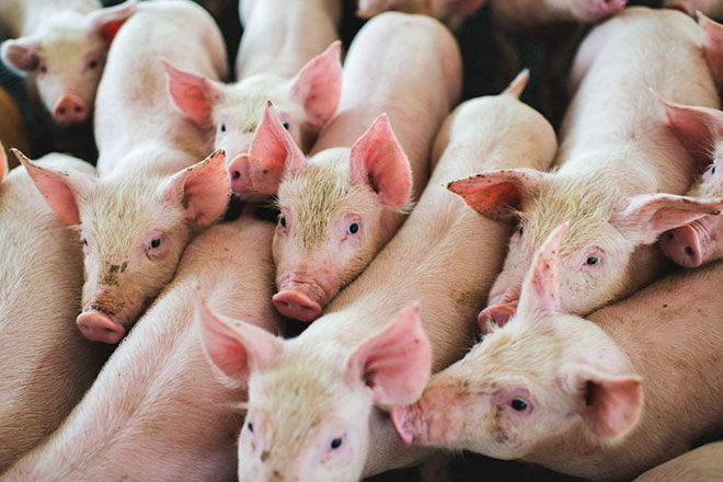 1.-POV-Screenshot-2023-01-23-at-2.50.56-660 pork