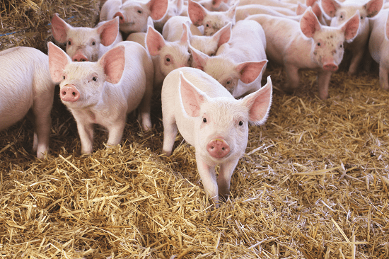 little-pigs pig
