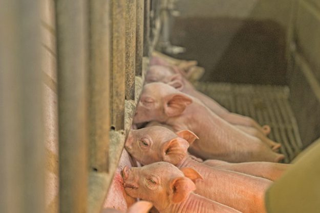 660px-3.-pexels-mark-stebnicki-6792156 pigs