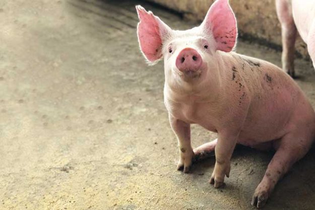 660px-3.-pexels-barbara-barbosa-4636980 pigs