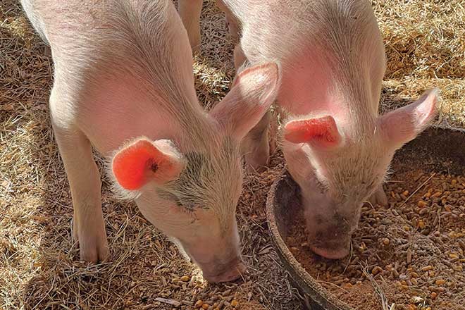 660px-1.-pexels-kathleen-trigg-14327938 swine