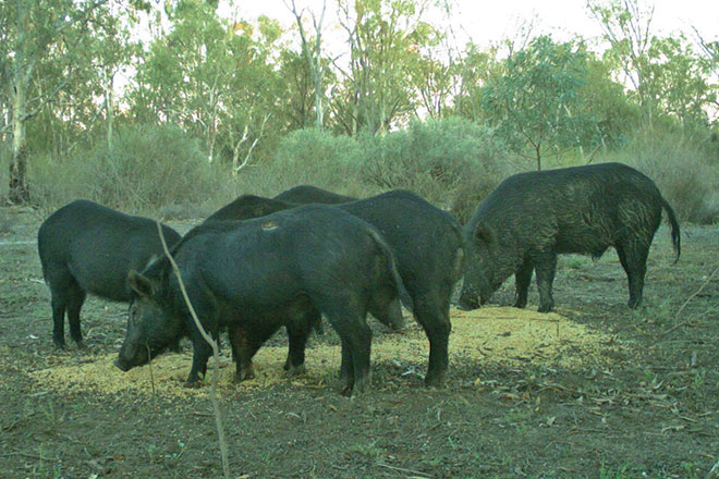 660px-IMG_0038-cropped feral