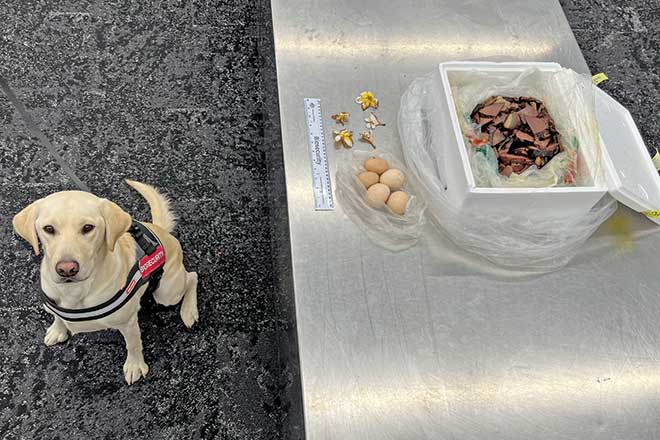 660px-1.-Detector-Dog-Ghost ghost