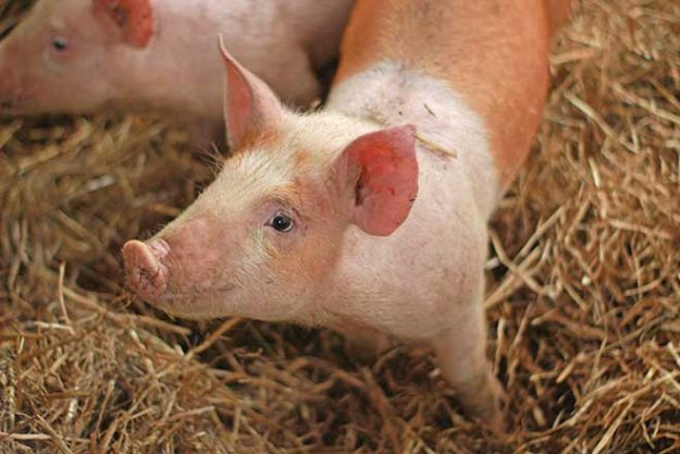 660px-1.-lauren-mcconachie-EHBzxM0ZuUs-unsplash welfare