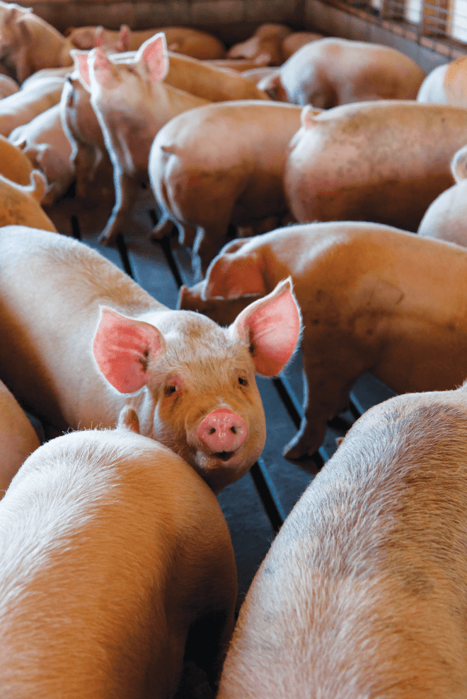 web 2. pexels-nc-farm-bureau-mark-2252541.jpg