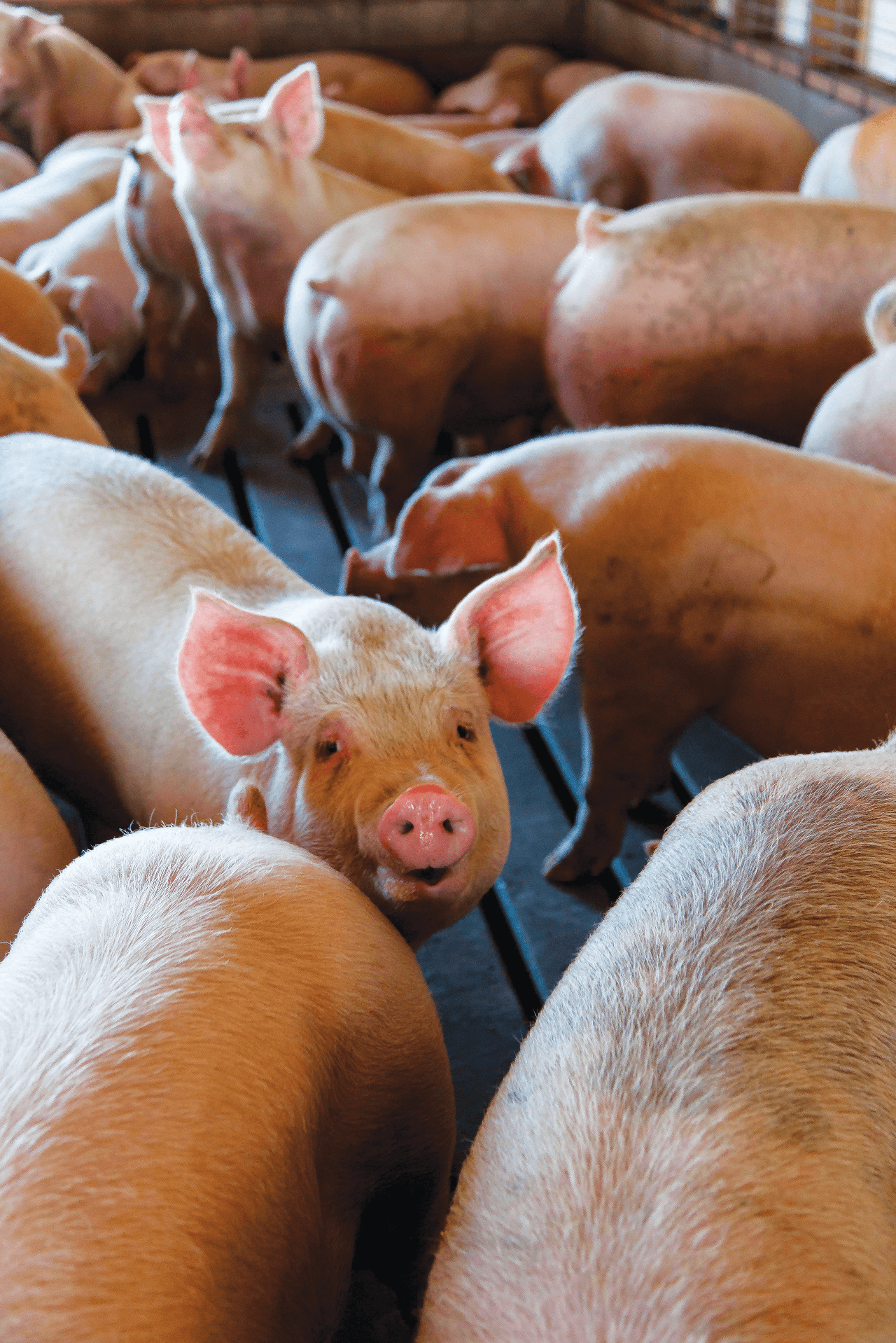 web 2. pexels-nc-farm-bureau-mark-2252541.jpg